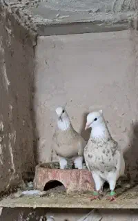 کبوتر طوقی