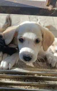 فروش توله پا کوتاه خوشگل