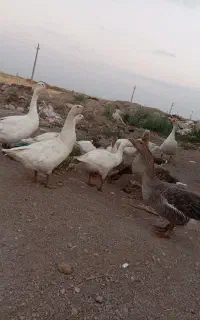 11 عدد غاز محلی