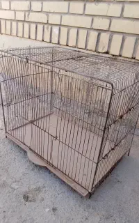 لانه کبوتر و جوجه مرغ