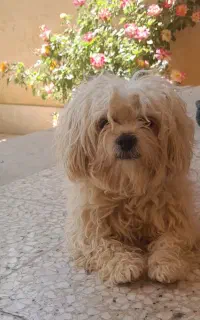 واگذاری سگ