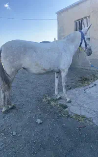 قاطر درجه یک