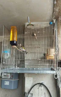 سهره بهاره