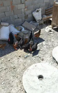 مرغ