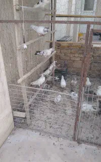 کفتر خال پرش
