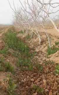 پیوند زنی