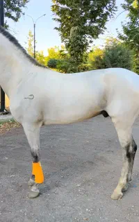 اسب ترکمن