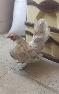 مرغ جاپنیز