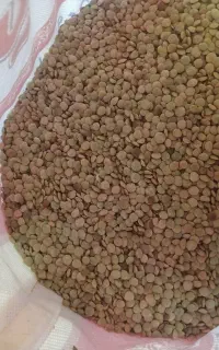 عدس(نژی)