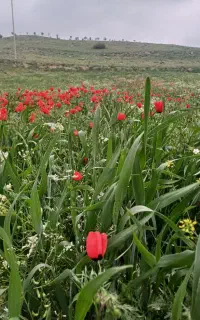 فروش یونجه دروع نشده