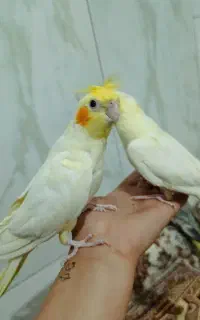 ی جفت عروس هلندی مولد