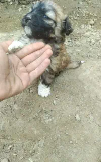 سگ پاکوتا