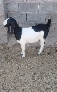 گوسفند