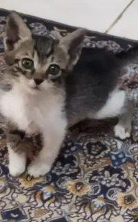 بچه گربه ملوس