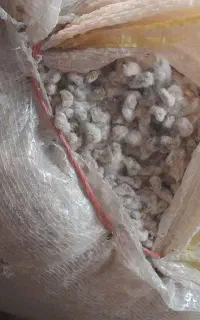 بذر پنبه