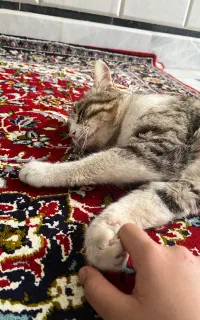 واگذاری گربه