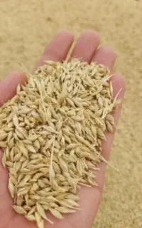 فروش جو آبی بهمن