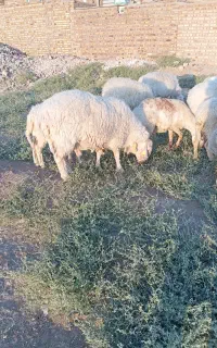 یک جفت میش دوساله آبستن نژاد آصف