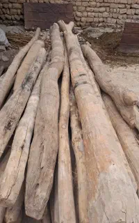 فروش چنار به صورت توافقی