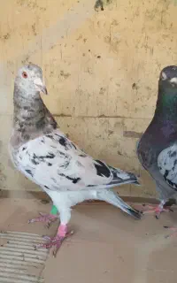 کفتر پلاکی مسافتی آلمانی