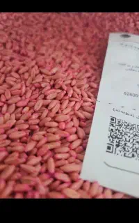 گندم بذر درجه یک اصلاح شده