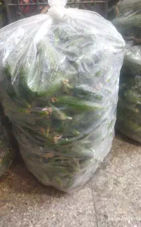 خیار قلمی تازه