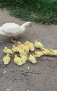 جوجه اردک