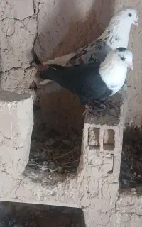 کفتر کربلایی