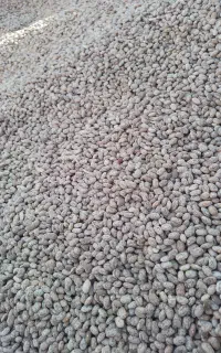 حراج‌لوبیا‌چیتی استثنائی ‌درجه‌یک