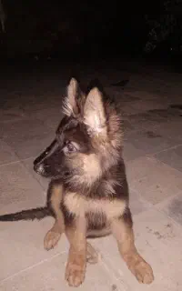 طوله سگ ژرمن