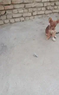 سگ پاه کوتاه ماده