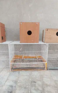 قفس وآغل پرنده