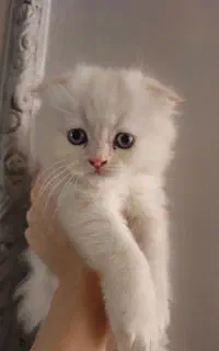 گربه