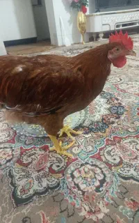 خروس