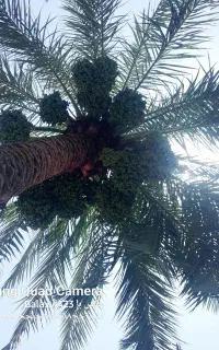 سلام‌