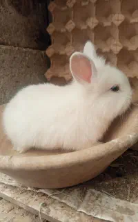 بچه خرگوش کوچک
