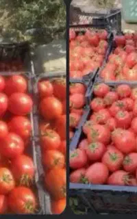 گوجه فرنگی درجه یک تحویل درب منزل  ارزان ترین قیمت
