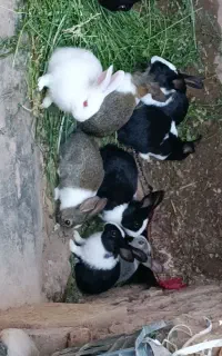 بچه خرگوش
