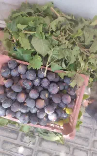 انجیر کیلو 100