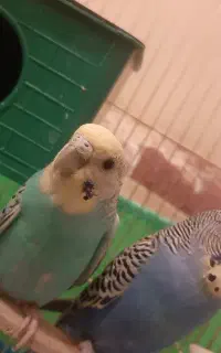 یک جفت مرغ عشق