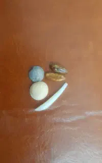 مهره اصل