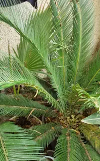 گل سیکاس گلدانی