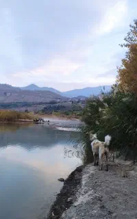 توله، سگ