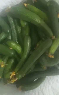 خیار خیارشور