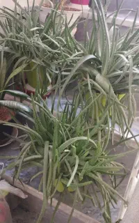 گل الوورا
