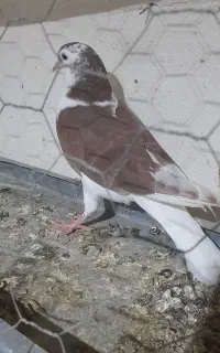 طوقی وساده