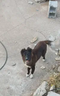 سگ نگهبان