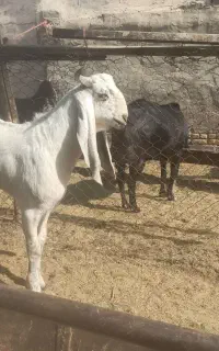 بز بزغاله نربز پاکستانی سانن شیری