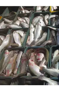 ماهی قزل آلا آب چشمه و همکار فروش