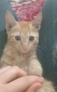 رایگان گربه نارنجی معمولی